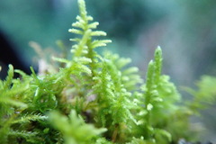 Claopodium bolanderi
