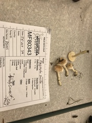 Hygrophorus pusillus