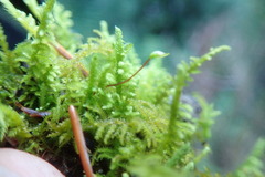 Claopodium bolanderi