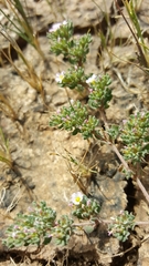 Frankenia pauciflora