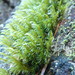 Lawton's Rock Moss - Photo no rights reserved, uploaded by Randal