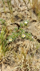 Frankenia pauciflora