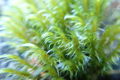 Racomitrium lawtonae