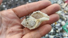 Bufonaria rana