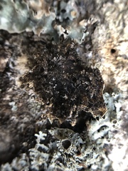 Physconia americana