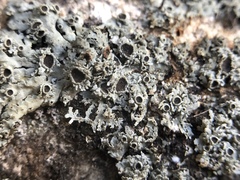 Physconia americana