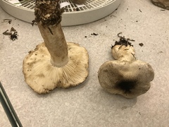 Tricholoma pardinum