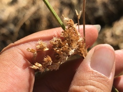 Juncus xiphioides