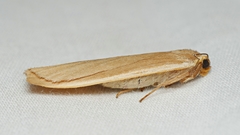 Palaeosia