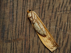 Palaeosia