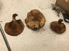 Paxillus ammoniavirescens