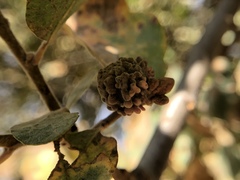 Burnettweldia corallina
