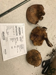 Paxillus ammoniavirescens