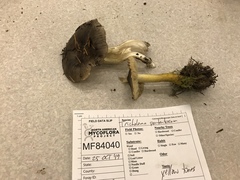 Tricholoma griseoviolaceum