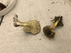 Tricholoma griseoviolaceum