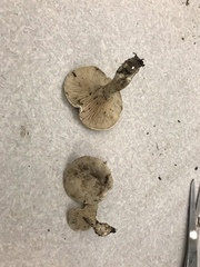 Clitopilus cystidiatus