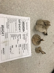 Clitopilus cystidiatus