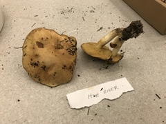 Suillus subalpinus