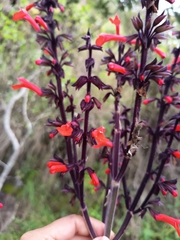 Salvia rubescens