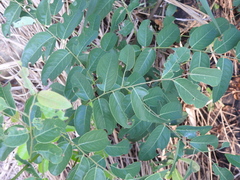 Phyllantheae