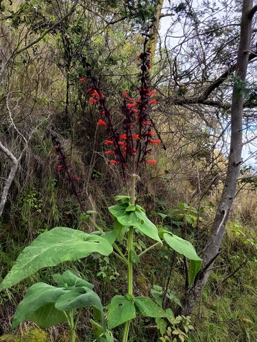 Salvia rubescens, photograph 2