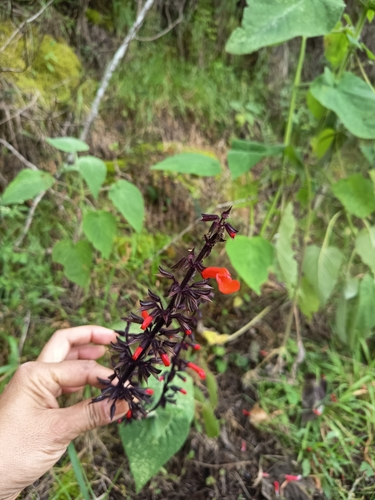 Salvia rubescens, photograph 3