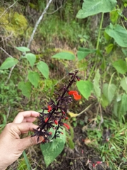 Salvia rubescens, photograph (c) marthayolimapardodiaz, some rights reserved (CC BY)