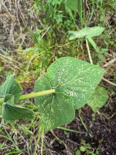 Salvia rubescens, photograph 4