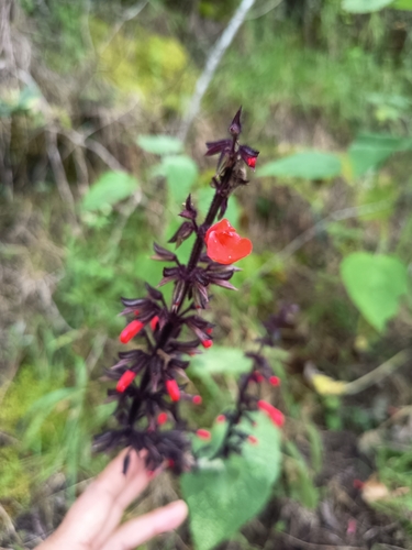 Salvia rubescens, photograph 5
