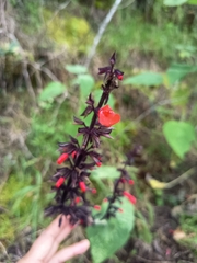 Salvia rubescens, photograph (c) marthayolimapardodiaz, some rights reserved (CC BY)