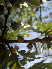 Burnettweldia washingtonensis