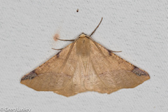 Caripeta triangulata