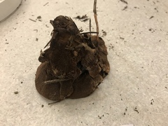 Hydnellum scrobiculatum