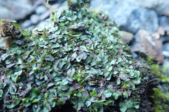 Mannia gracilis