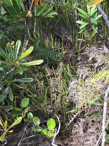 Stromatopteris moniliformis (Stromatopteris moniliformis)