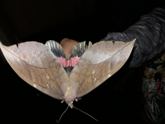 Phyllodes imperialis