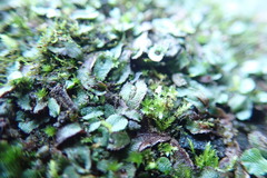 Mannia gracilis