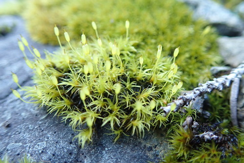 Image of Racomitrium macounii by no rights reserved