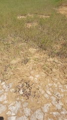 Frankenia pauciflora