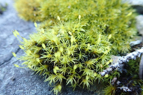 Image of Racomitrium macounii by no rights reserved