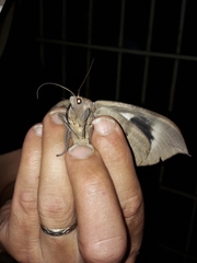 Phyllodes imperialis