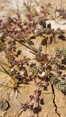 Frankenia pauciflora