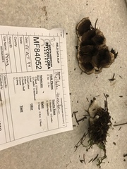 Phellodon tomentosus