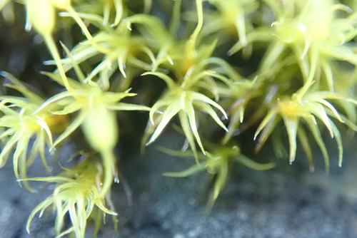 Image of Racomitrium macounii by no rights reserved