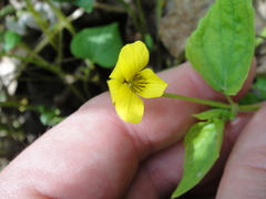 Viola hastata