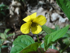 Viola hastata