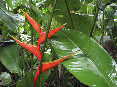 Heliconia stricta