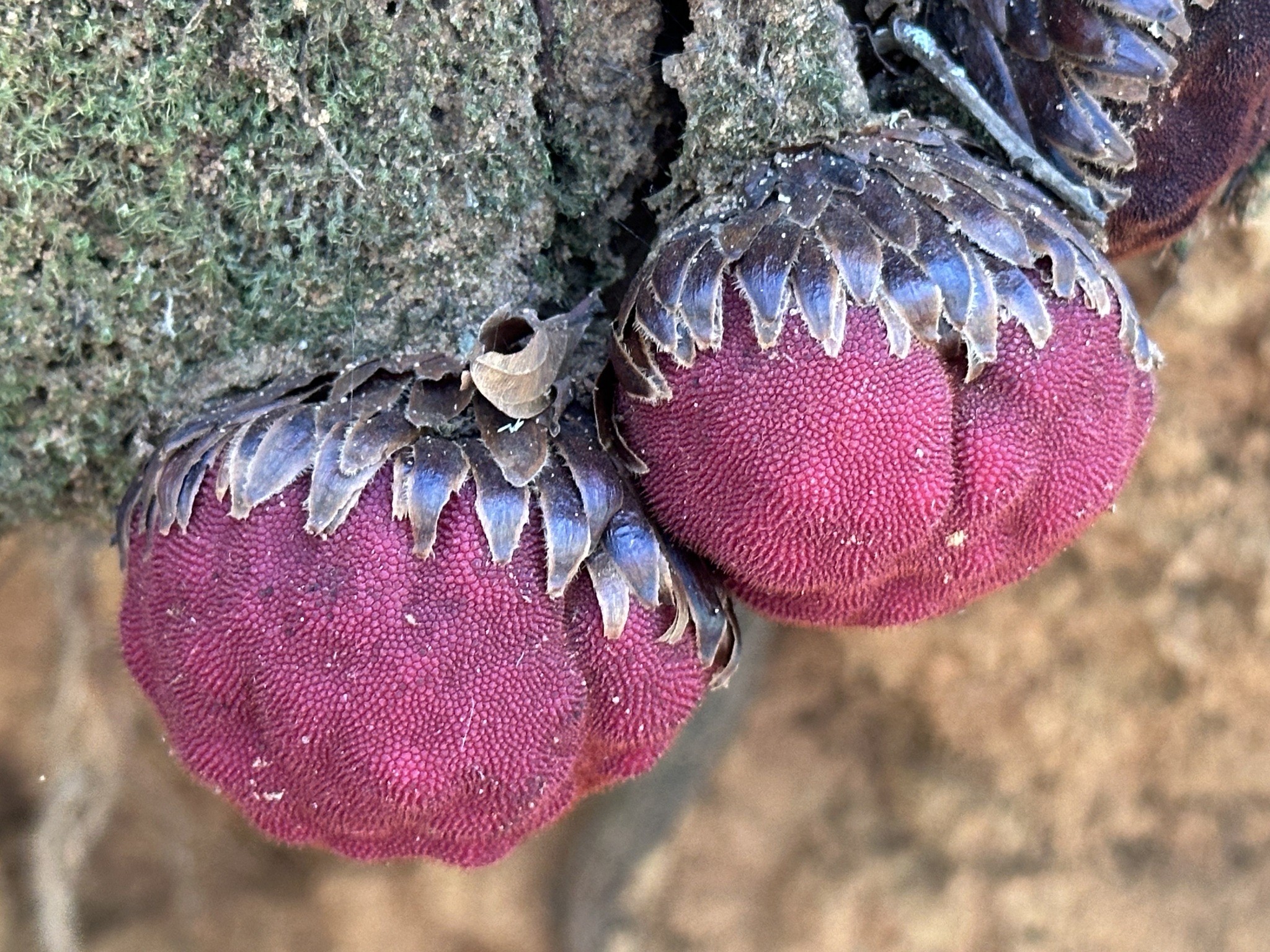 Langsdorffia hypogaea