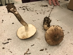 Leucoagaricus adelphicus