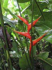 Heliconia stricta